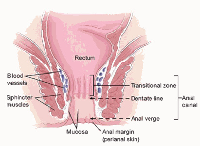 Anal Cancer Treatment,Anal Cancer