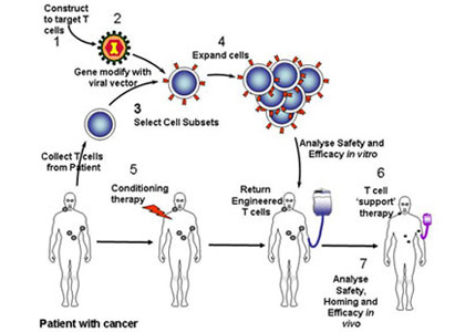 Gene Targeted Therapy,cancer
