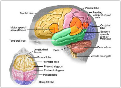 brain tumor symptoms, brain cancer symptoms,symptoms of brain tumor,brain tumor signs and symptoms